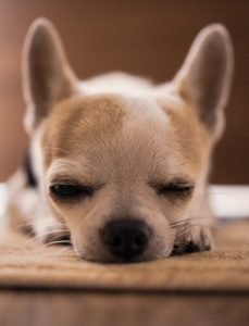 happy tired chihuahua