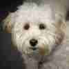 Close up of a tired looking white dog