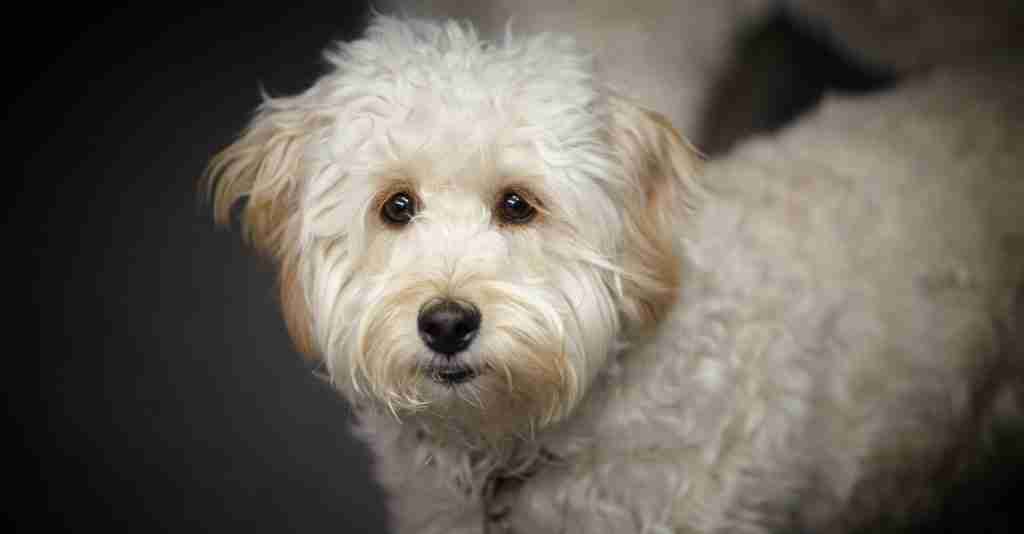 Is tired looking white dog