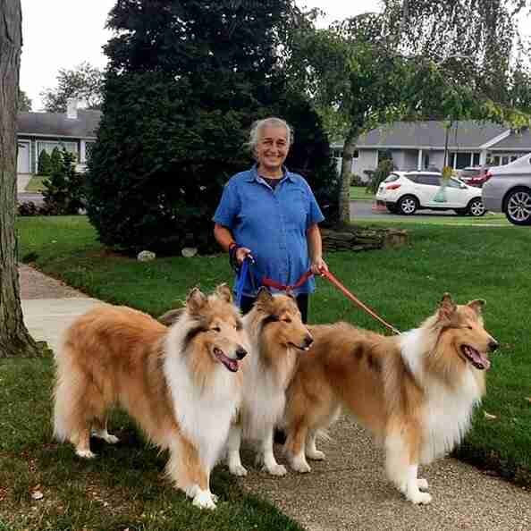 Is bonda walking three dogs
