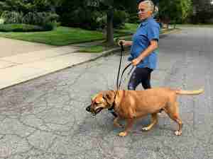 Find the walking an old dog