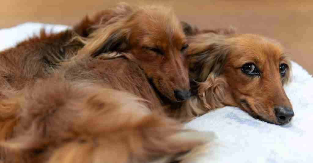 Is two dogs after a long walk