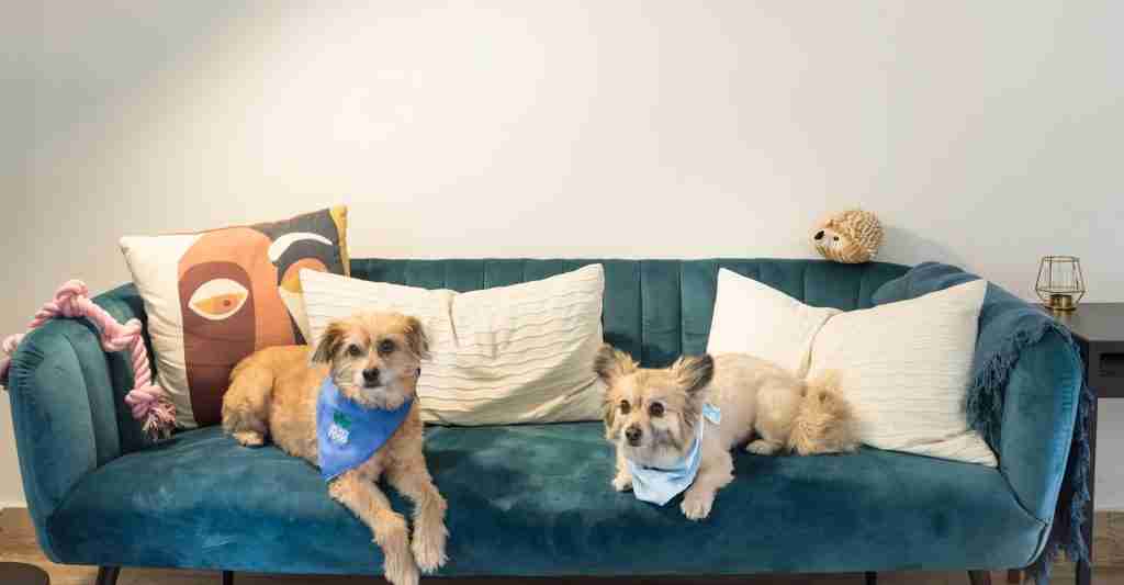 Two dogs laying on a blue cow