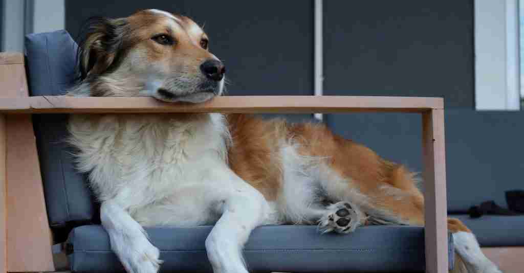 Is a tired dog on a sofa