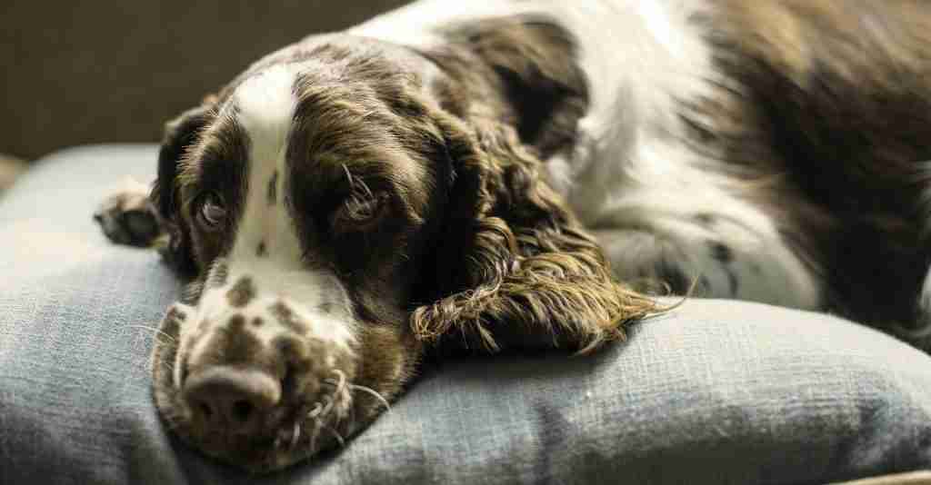 Is a tired dog after a long walk