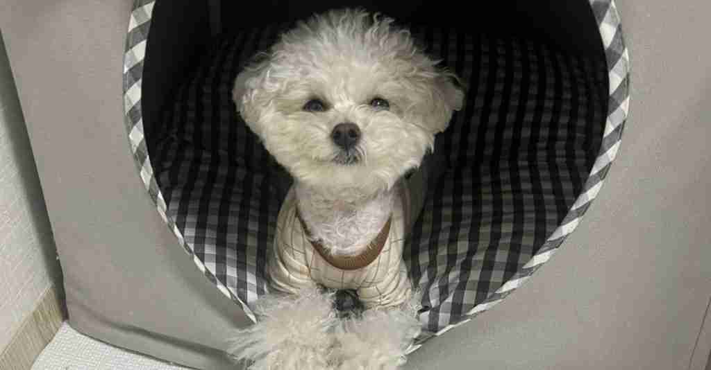 Is a cute little dog laying in bed