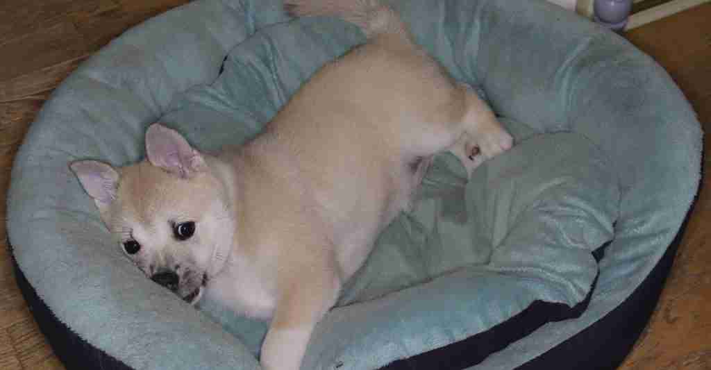 A cute little puppy laying in bed