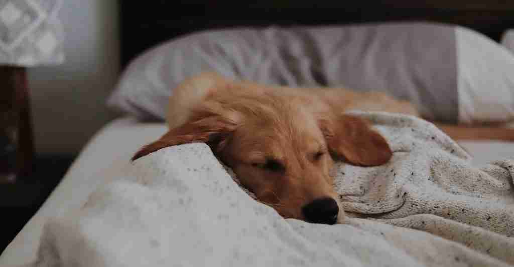 A dog laying in bed after a long walk