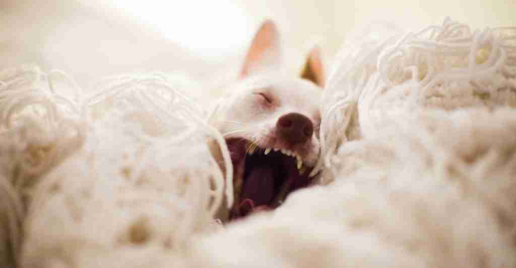 Is a dog laying in bed