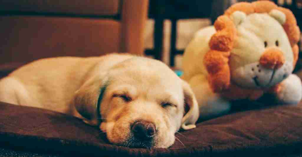 Is a tired puppy sleeping