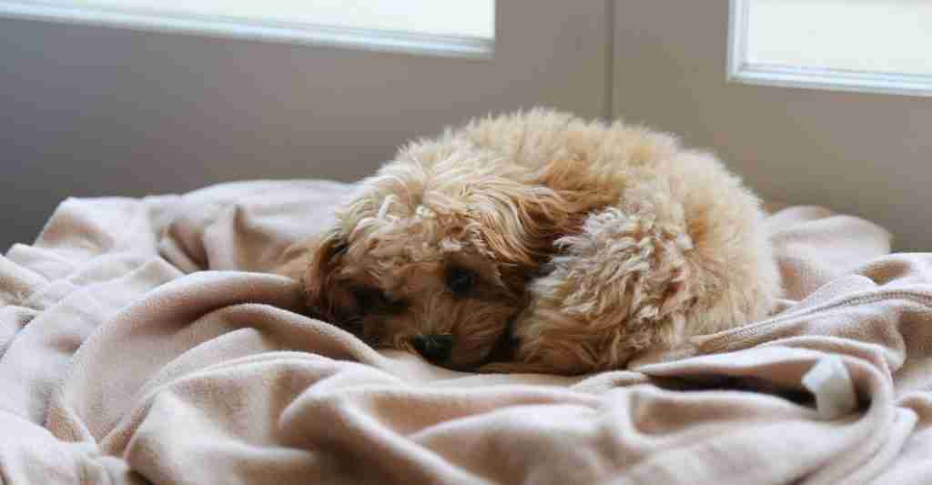 Is a dog laying in bed