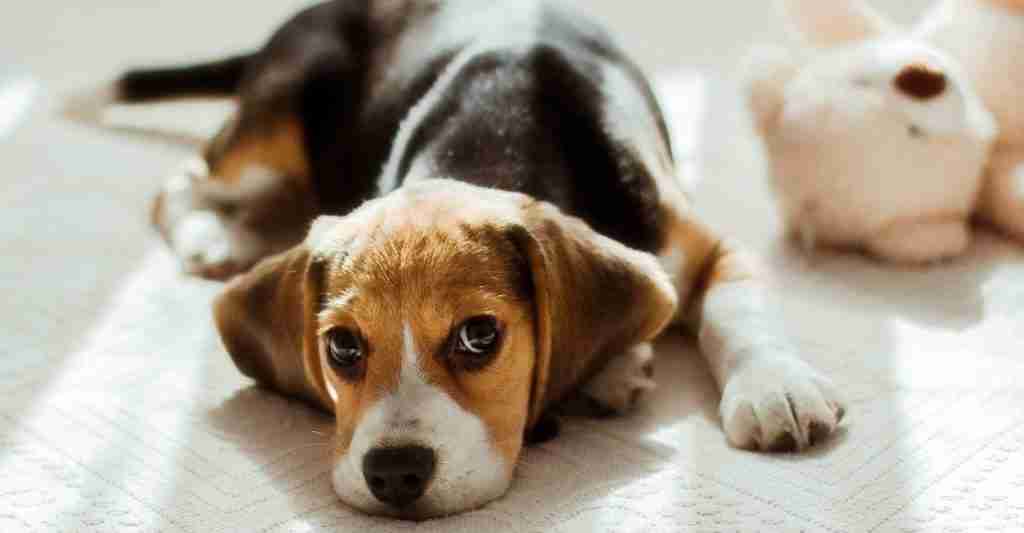 Is a young puppy laying on the floor