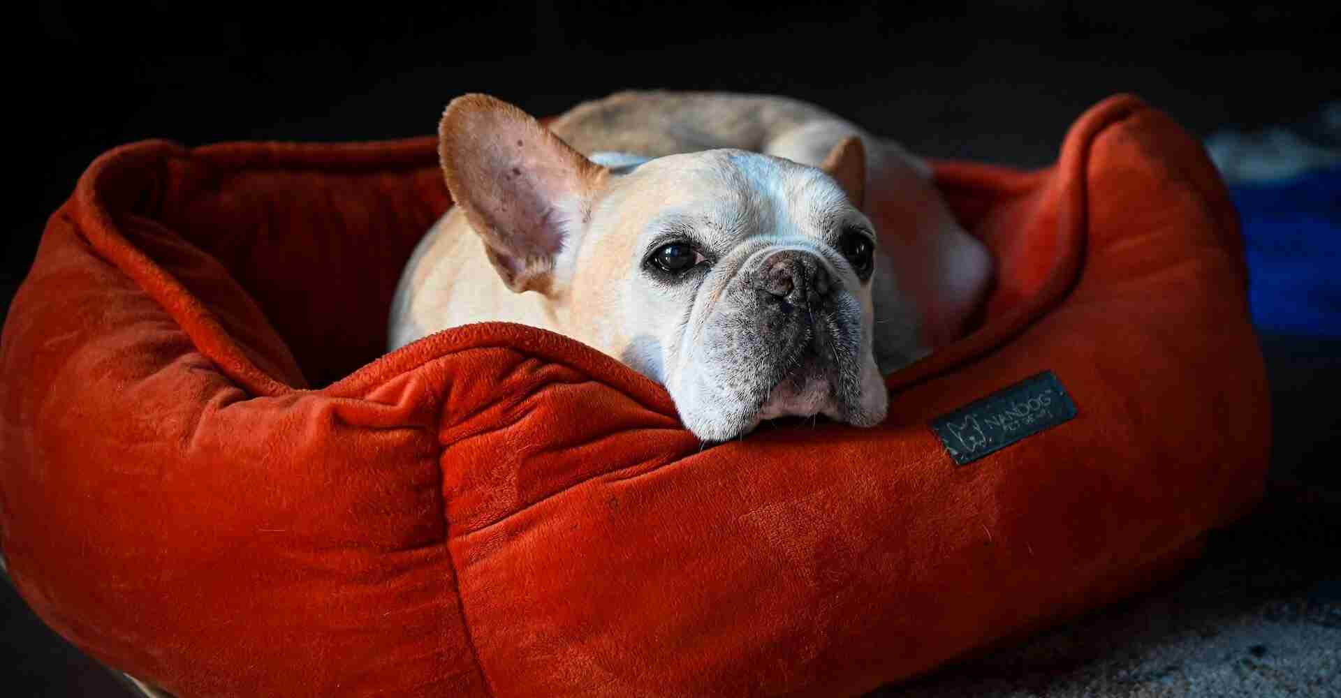 An older dog laying under in the bed