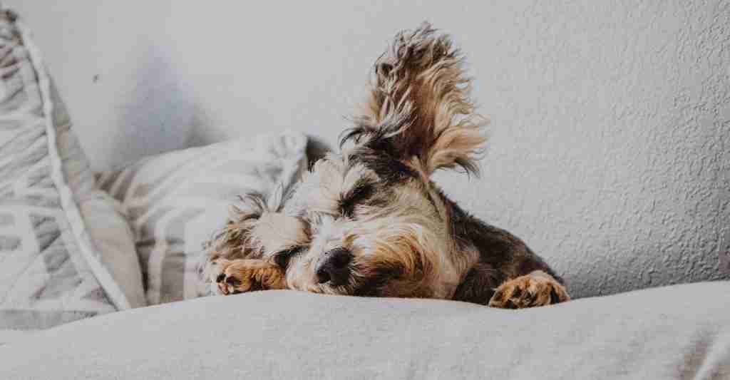 A young happy dog land is bad