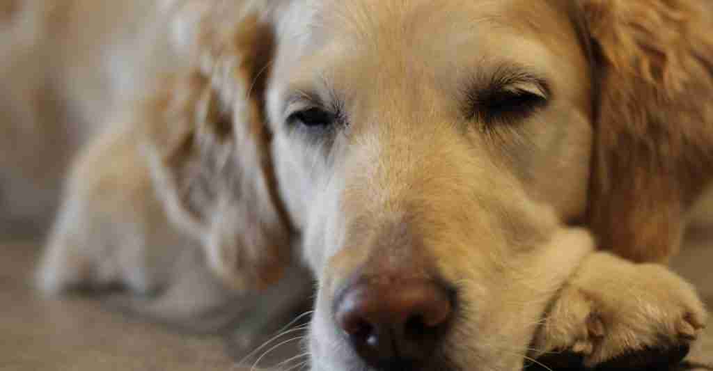 It's close up of a sad tired old dog