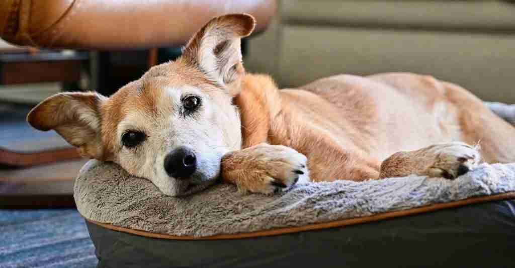 Is an older dog laying in bed
