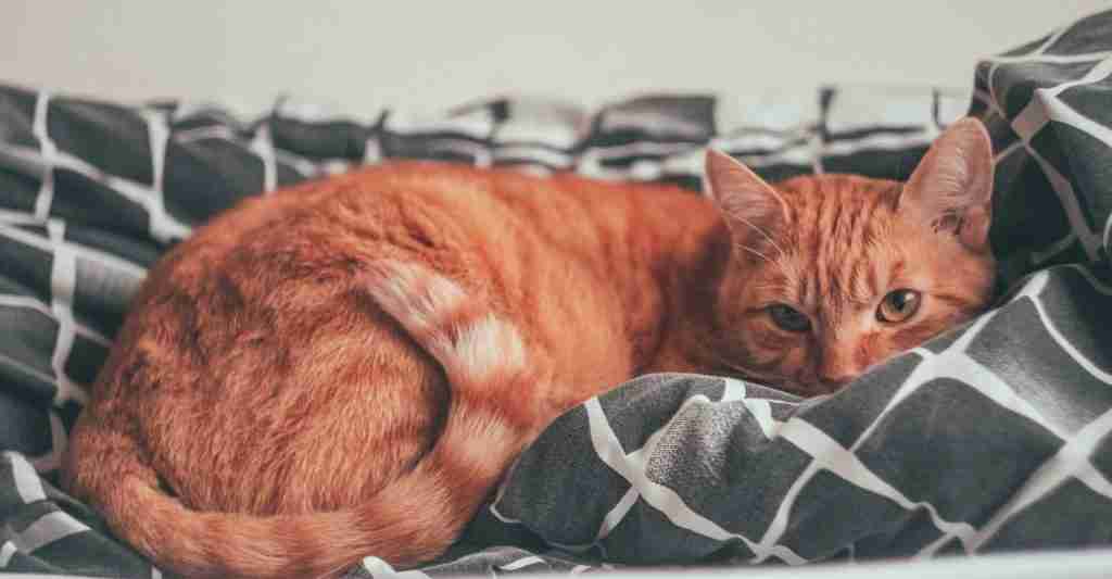 Is a cat laying in his bed