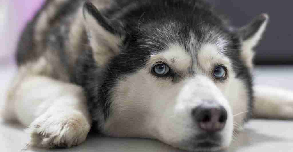 Is tired looking husky
