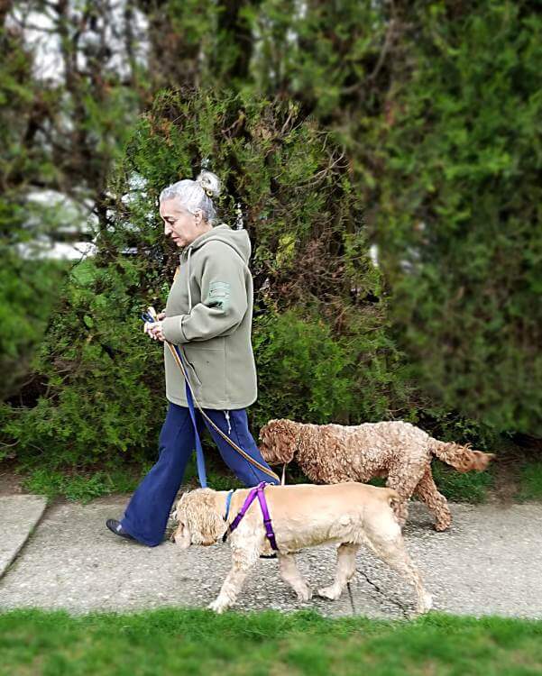 Take your dog walking in Nokomis