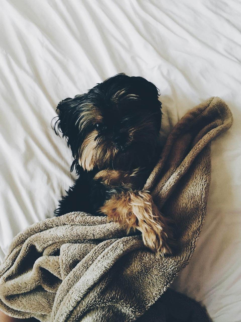  overnight pet care Nokomis FL