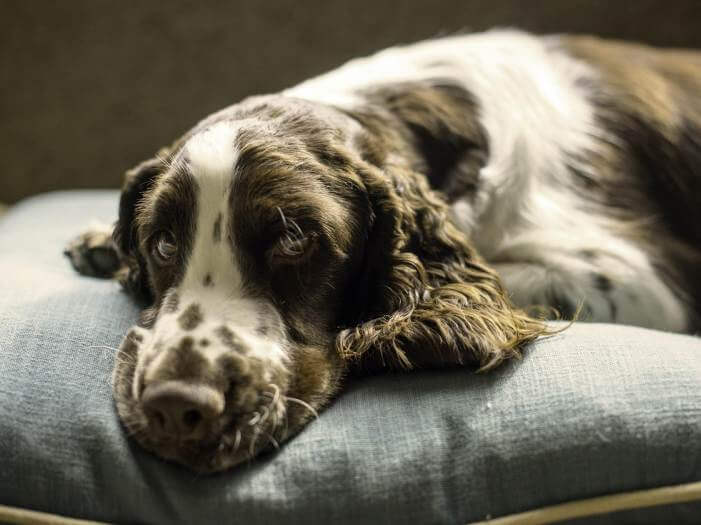  overnight pet care Nokomis FL