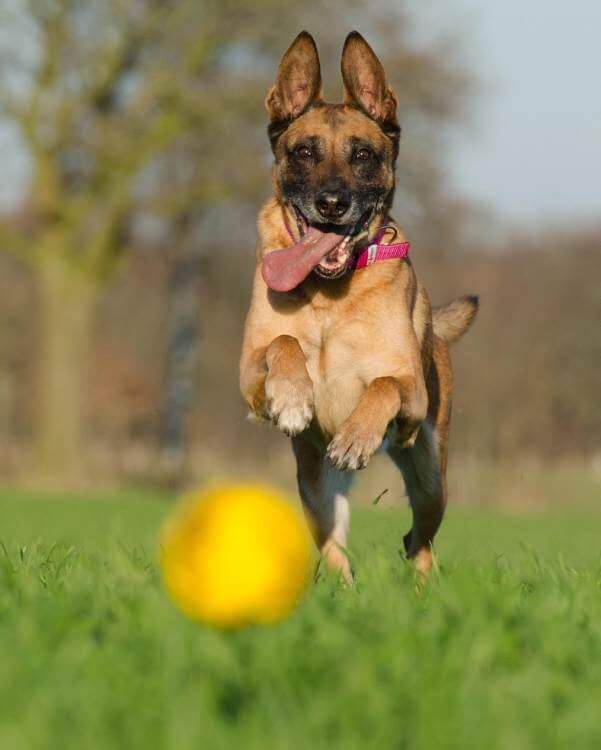  overnight pet care Nokomis FL