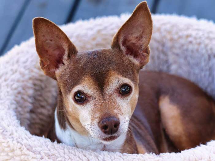 overnight pet care Nokomis FL