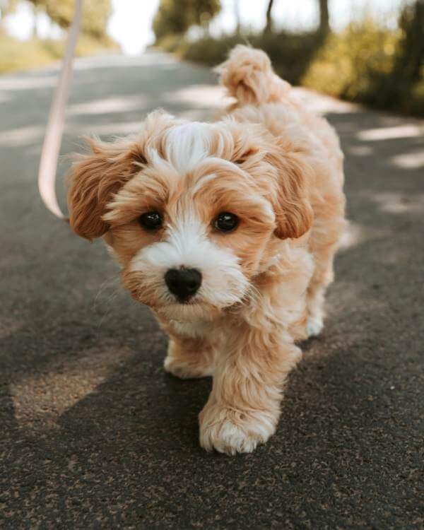  puppy sitter near Nokomis 34275