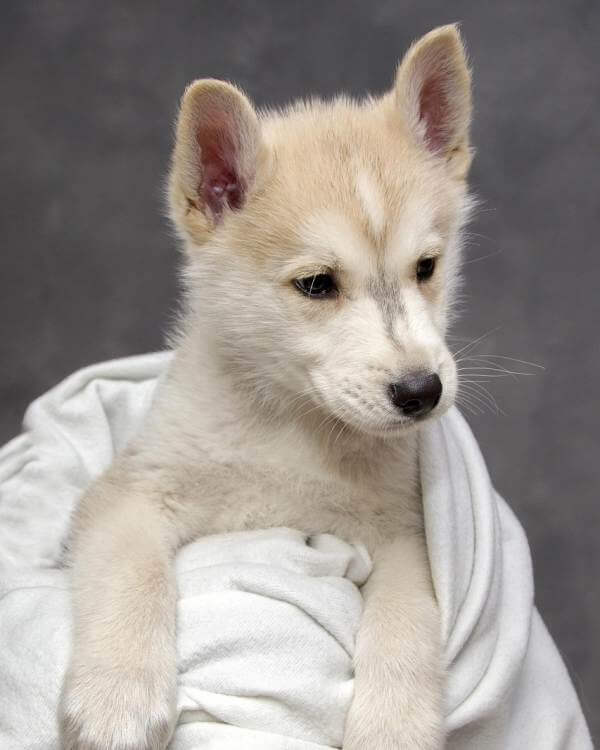  puppy sitter near Nokomis 34275