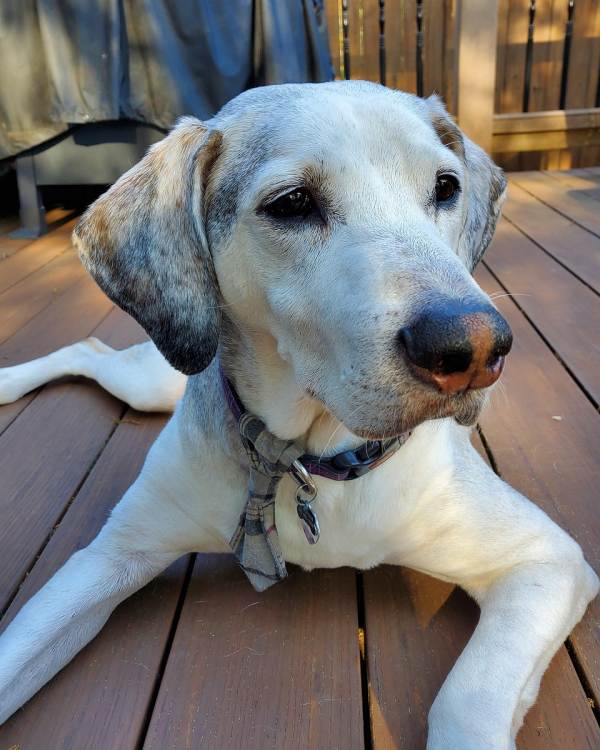 puppy sitter near Nokomis 34275